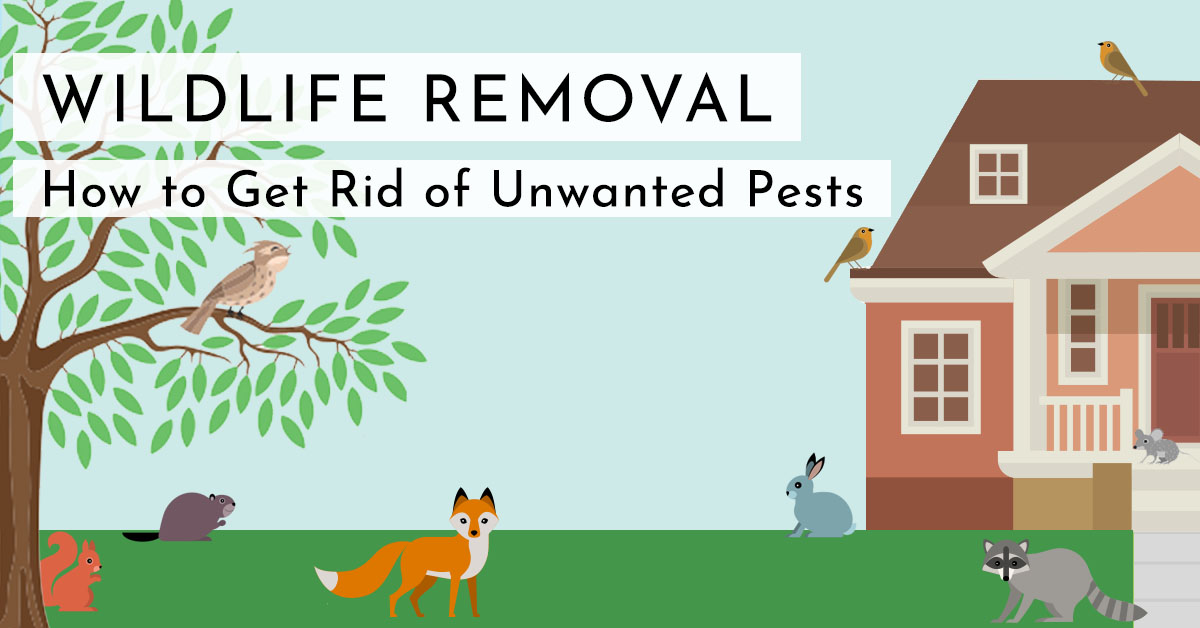 How to Get Rid of Animal Nuisances with Wildlife Control